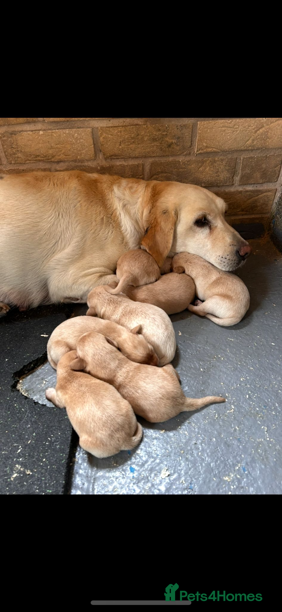Labrador Retriever dogs Labrador golden puppies  - Advert 5