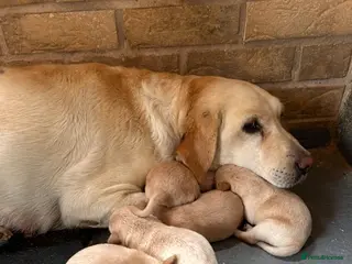 Labrador Retriever dogs Labrador golden puppies - Advert 5
