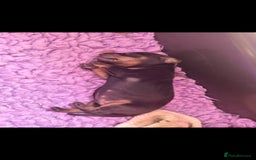 Dachshund dogs for sale: 5 beautiful dachshund puppies  - Image 5