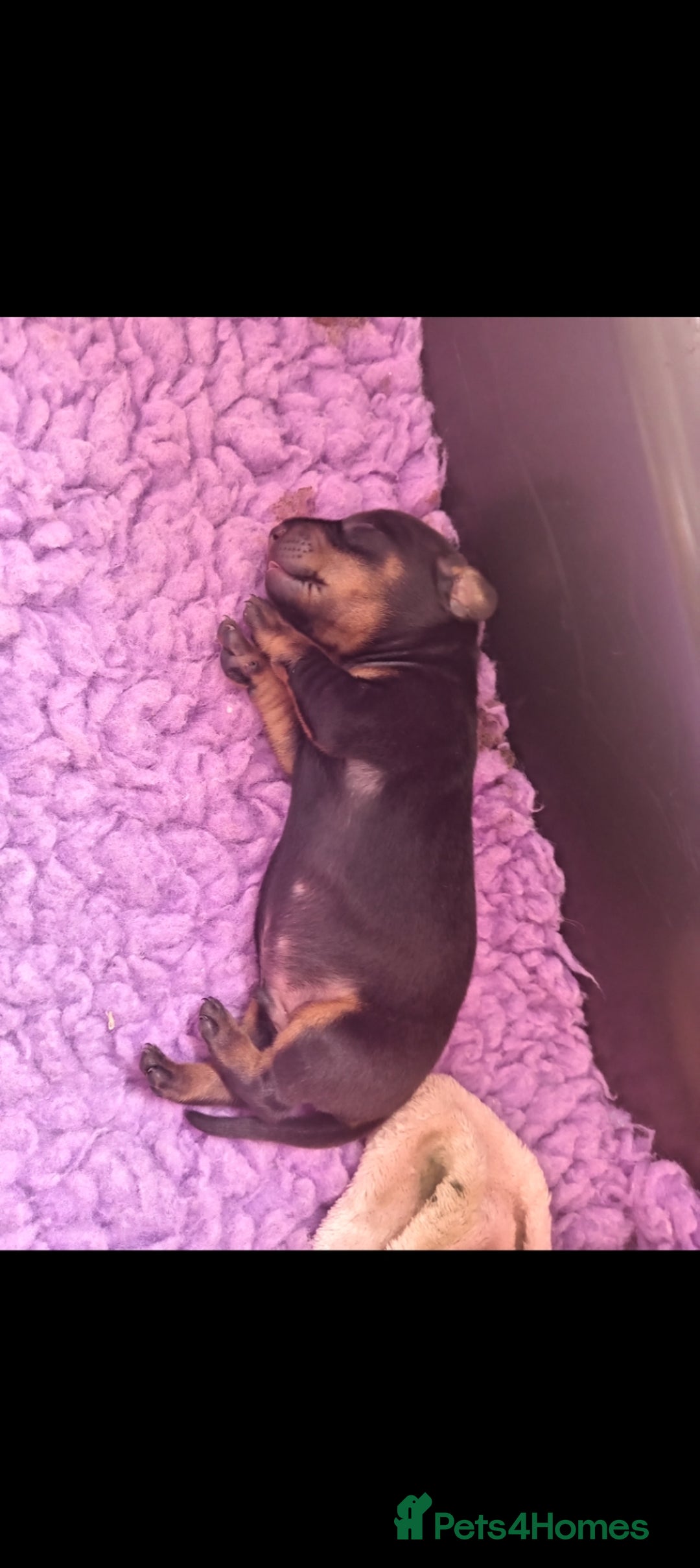 Dachshund dogs for sale: 5 beautiful dachshund puppies  - Image 5