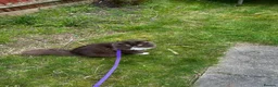 Ragdoll cats for stud: Stunning Chocolate Ragdoll Cross - Advert 9