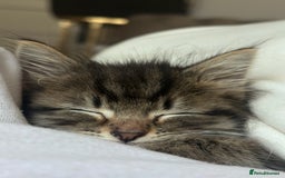 Mixed Breed cats for sale: 🩵🐾male kitten🐾🩵 - Image 4
