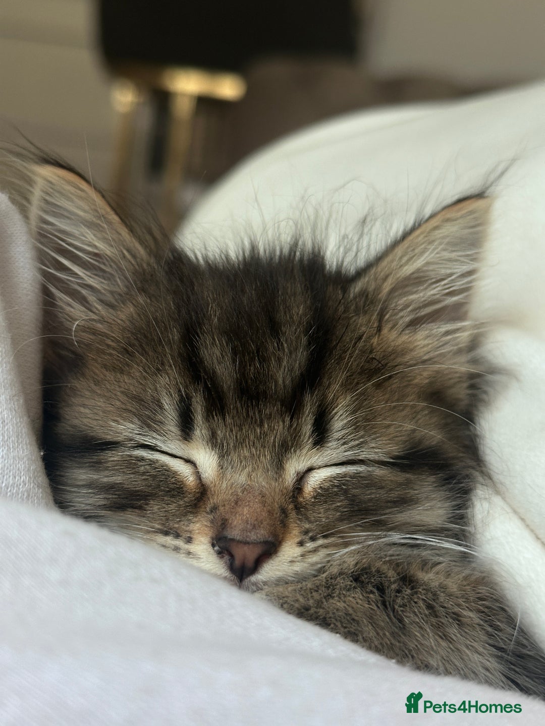 Mixed Breed cats for sale: 🩵🐾male kitten🐾🩵 - Image 4