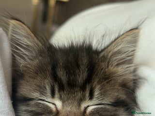 Mixed Breed cats - Advert 29