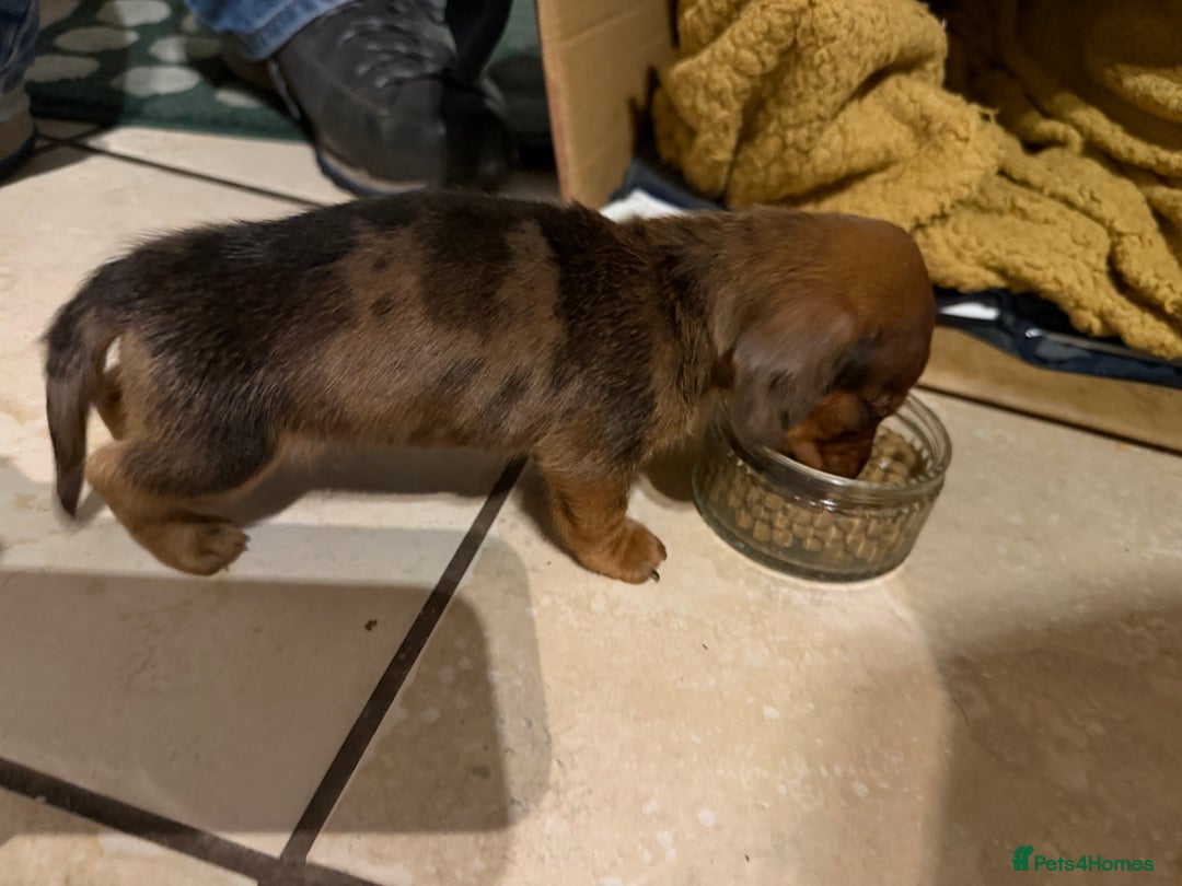 Miniature Dachshund dogs for sale: Gorgeous miniature dachshund boy - Advert 2