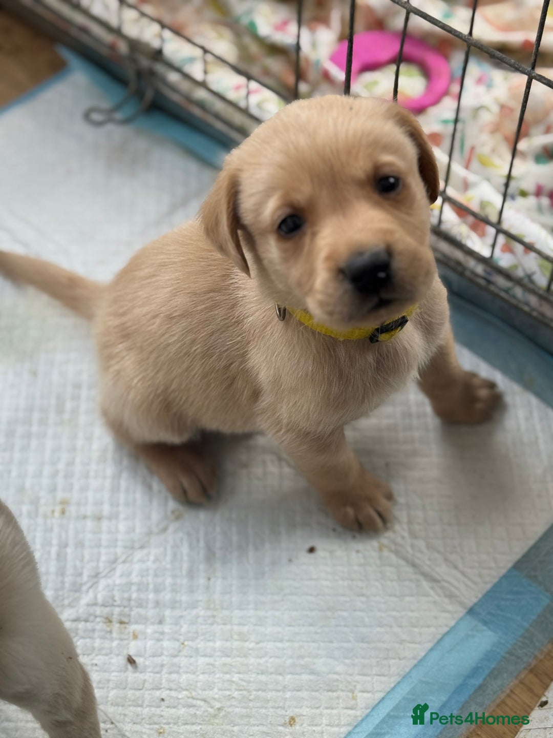 Goldador dogs for sale: Beautiful goldador puppies  - Image 3