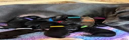 Great Dane dogs for sale: Champion blood exceptional quality black GreatDane in Seaham - Advert 3