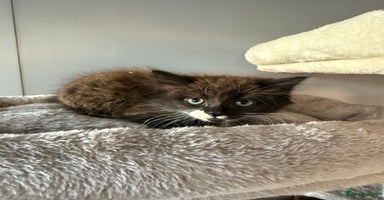 Maine Coon cats - Advert 2