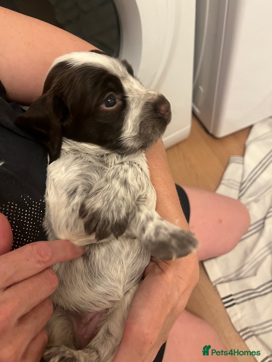 Cocker Spaniel dogs for sale: BEAUTIFUL COCKER SPANIEL PUPS - Advert 9