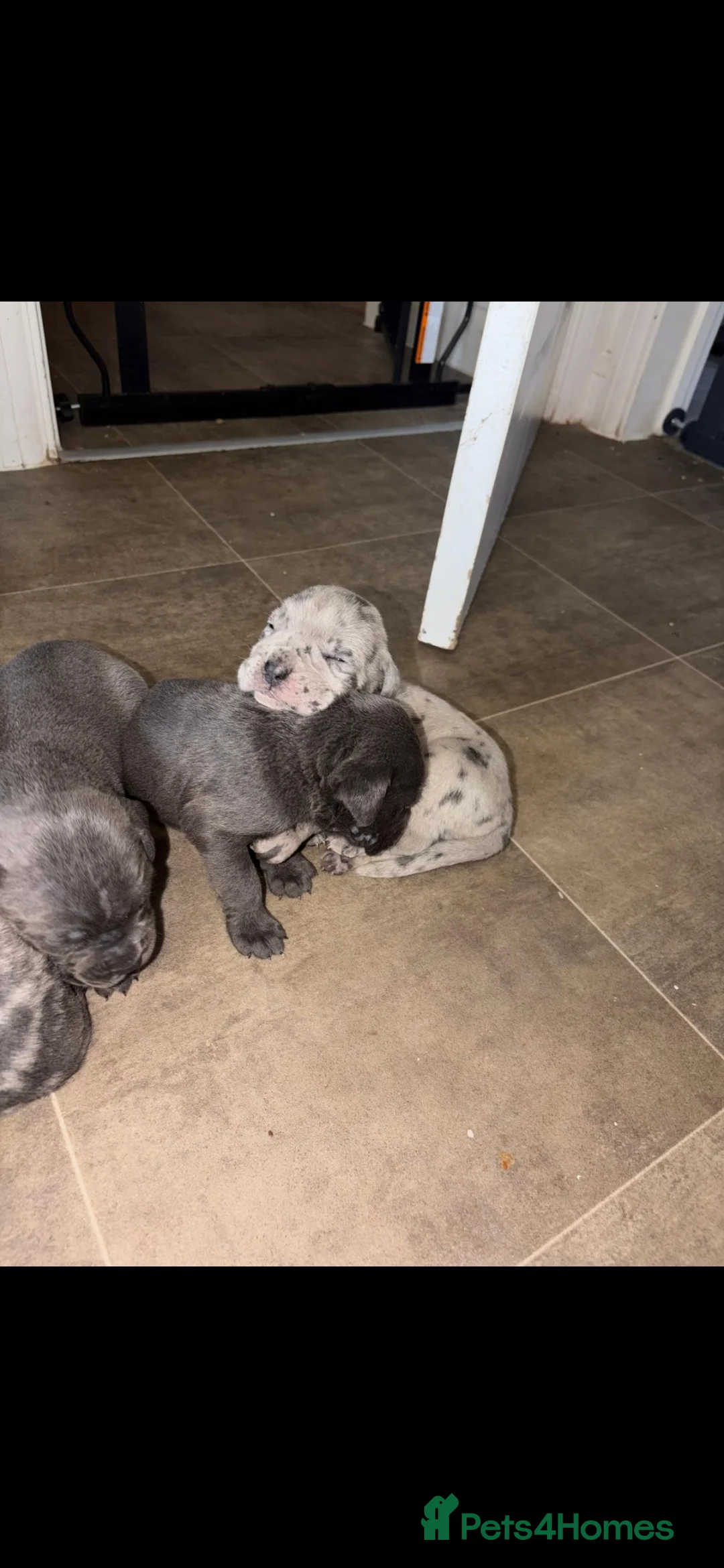 Cane Corso dogs for sale: Healthy adorable puppies Breed Cain corse.    - Advert 5