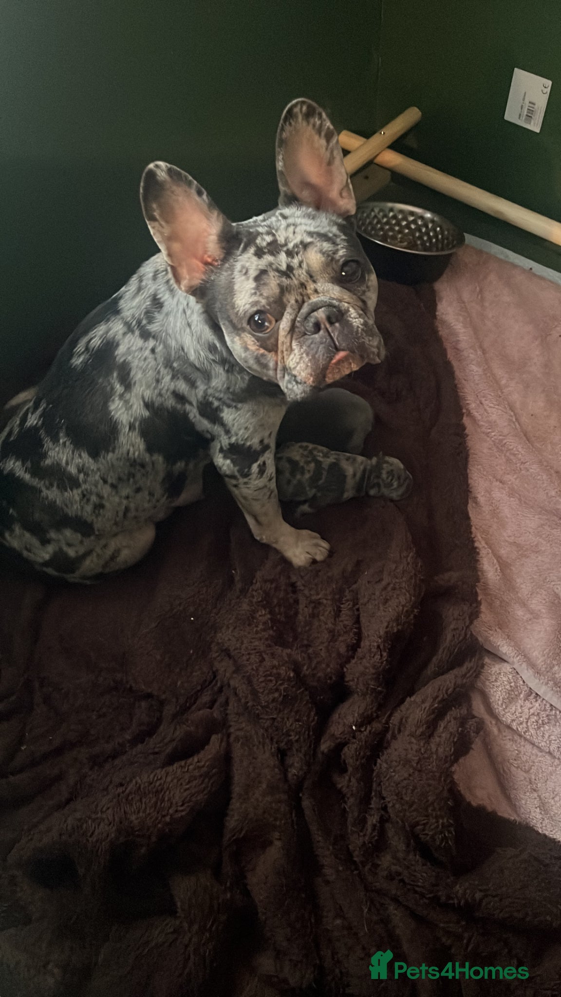 French Bulldog dogs French Bulldog merle girl left - Advert 1