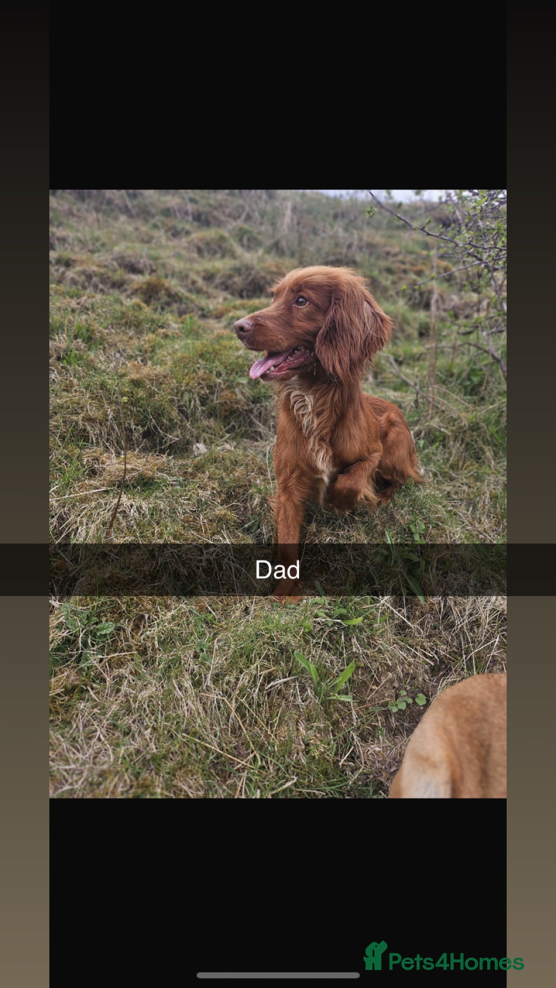 Cocker Spaniel dogs for sale: KC registered cocker spaniels  - Advert 3