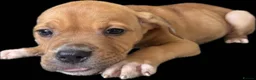 Mixed Breed dogs for sale: Staff x American bulldog puppies ready to leave - Advert 3