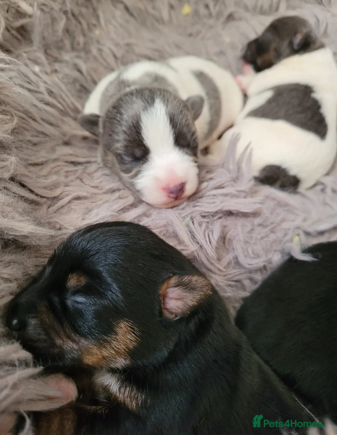 Jack Russell dogs for stud: Jack Russell for stud  - Advert 15