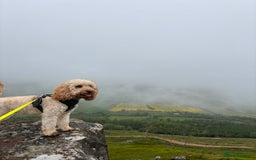 Cockapoo dogs for stud: F1 Cockapoo for stud  - Image 3