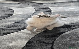 Persian cats for sale: silver chinchilla persian male - Image 3