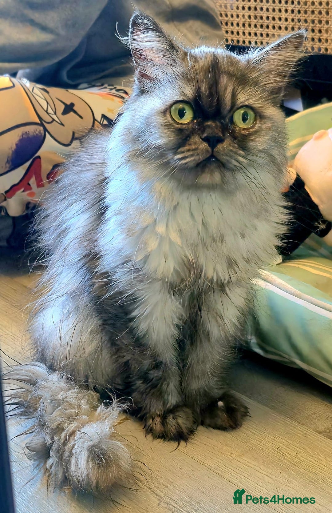 Persian cats for sale: Persian female pet home - Image 1