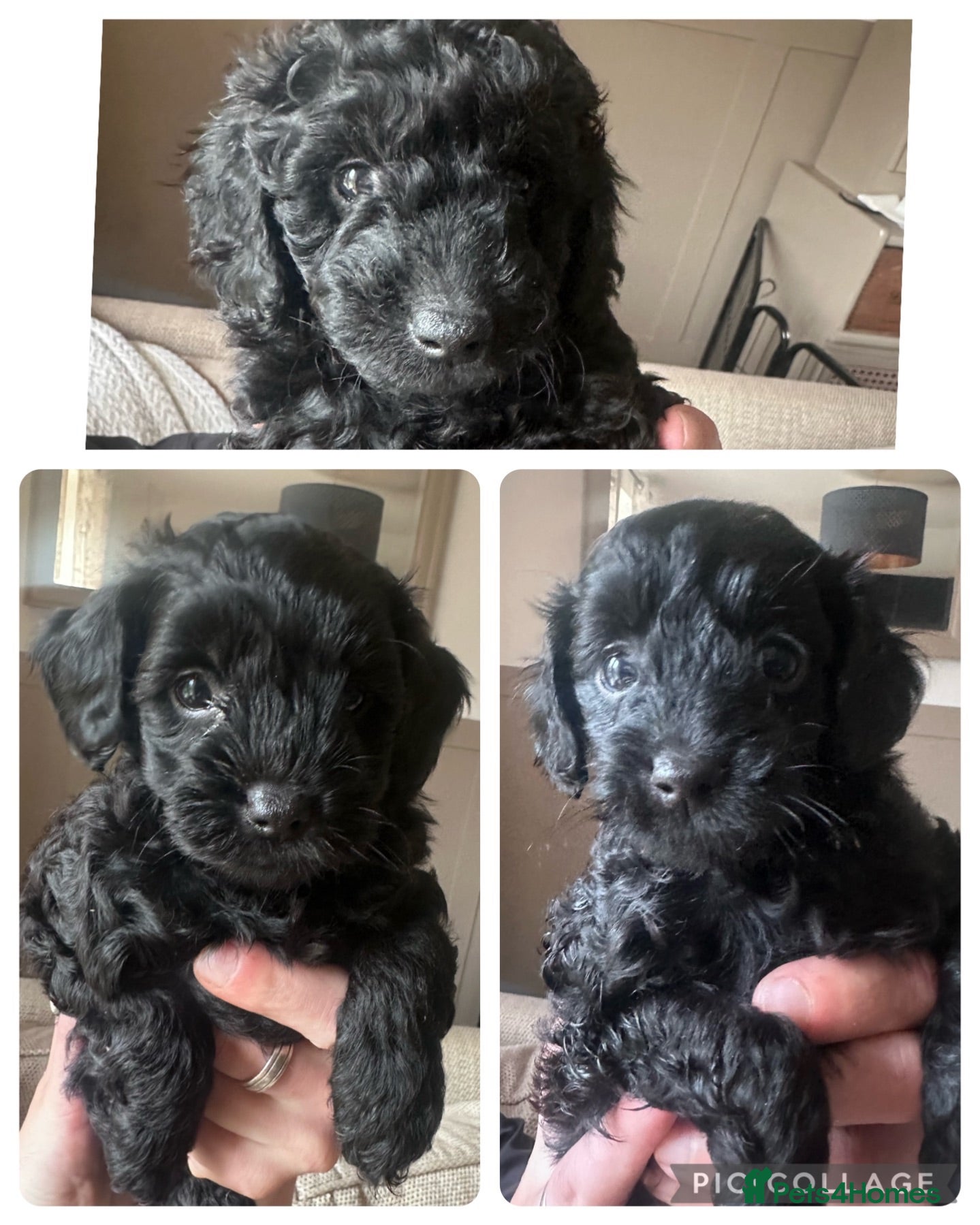 Cavapoo dogs F1B Cavapoo puppies - 3 black females left - Advert 1