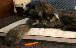 Afghan Hound dogs for sale: Adorable afghan hound boy for a new home - Image 5