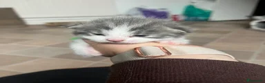 Kitten 3 green