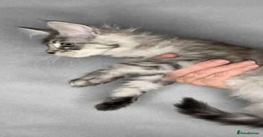 Maine Coon cats - Advert 1