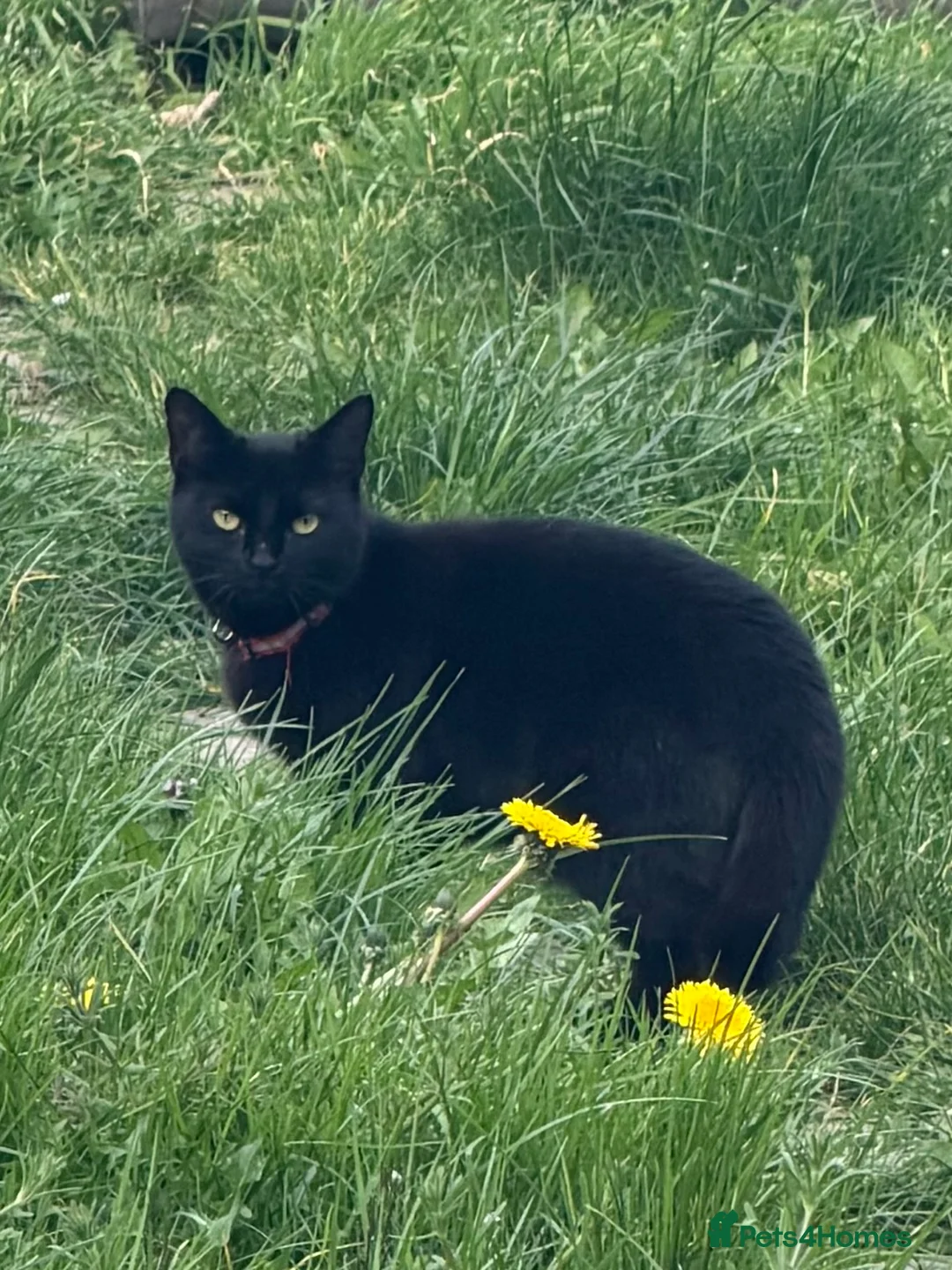 Mixed Breed cats for sale: Five beautiful cats!! - Advert 2