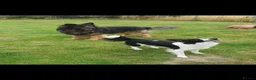 Mixed Breed dogs for sale: Border Collie x German Shepherd - Advert 11
