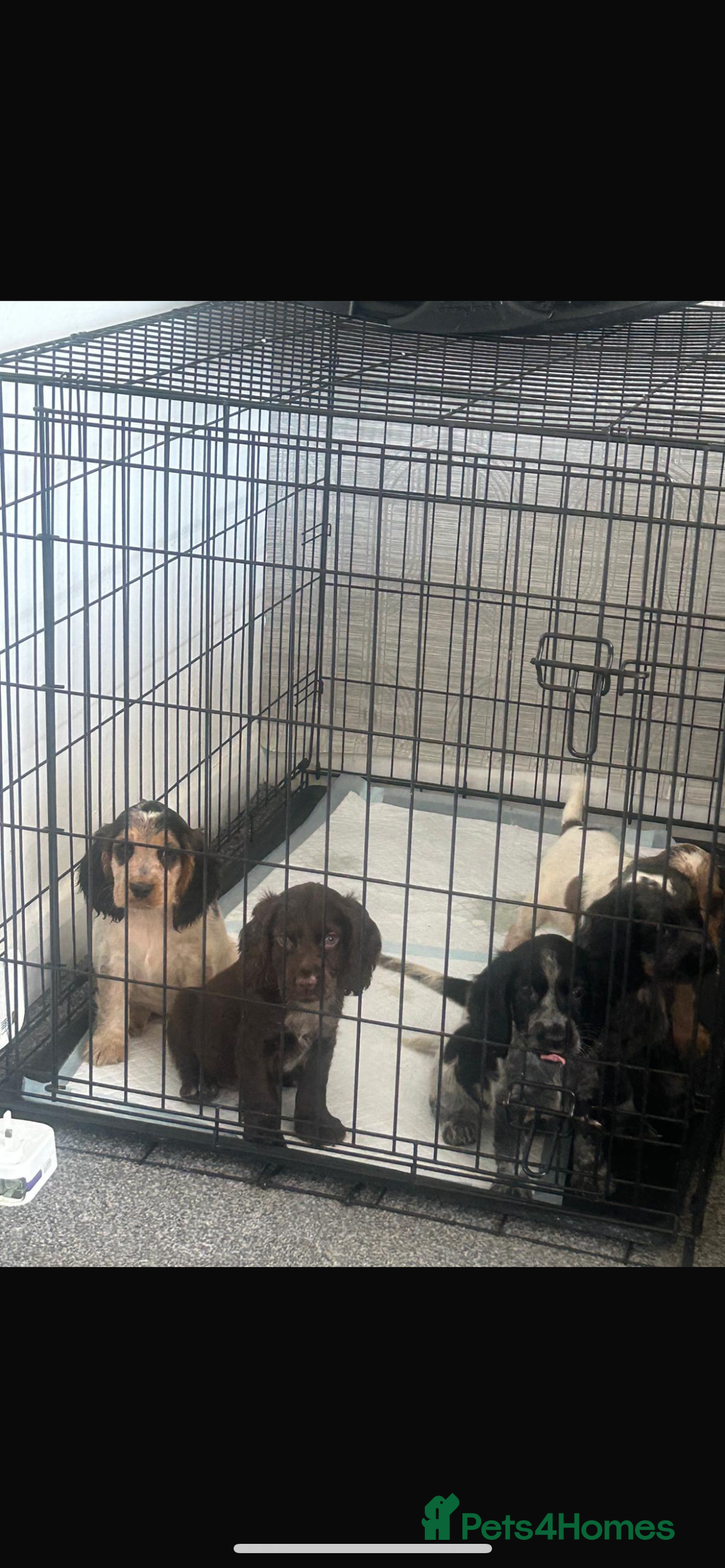 Cocker Spaniel dogs for sale: Kc Tri colour show cockers  - Image 5