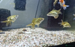 Fancy Goldfish fish for sale: Selection of Baby fancy goldfish - Image 3