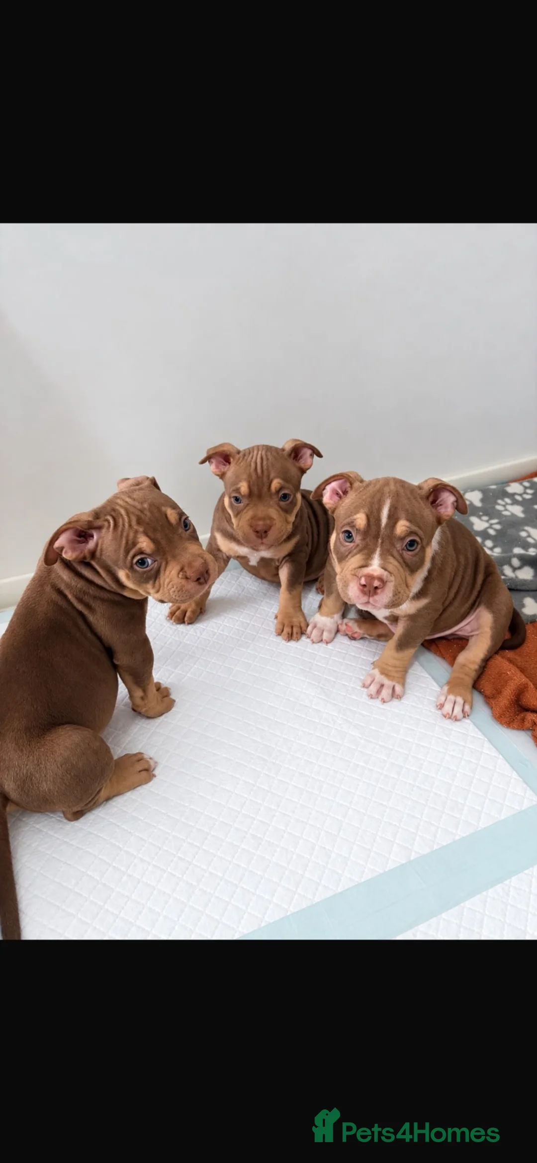 American Bully dogs for sale: American pocket bully’s  in Southampton - Advert 2