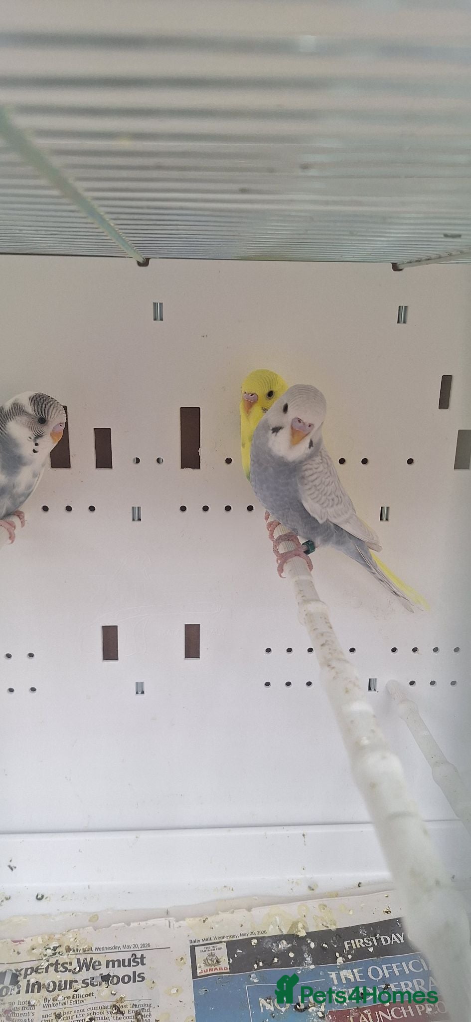 Budgerigars birds Baby budgies - Advert 22
