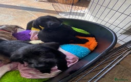 Labradoodle dogs for sale: F1 labradoodles  - Image 22