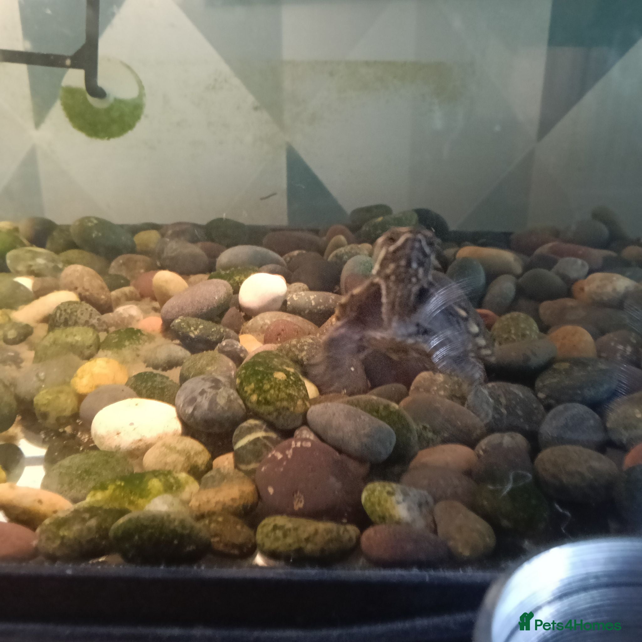 Turtle reptiles 2 musk turtle with full setup  - Advert 2