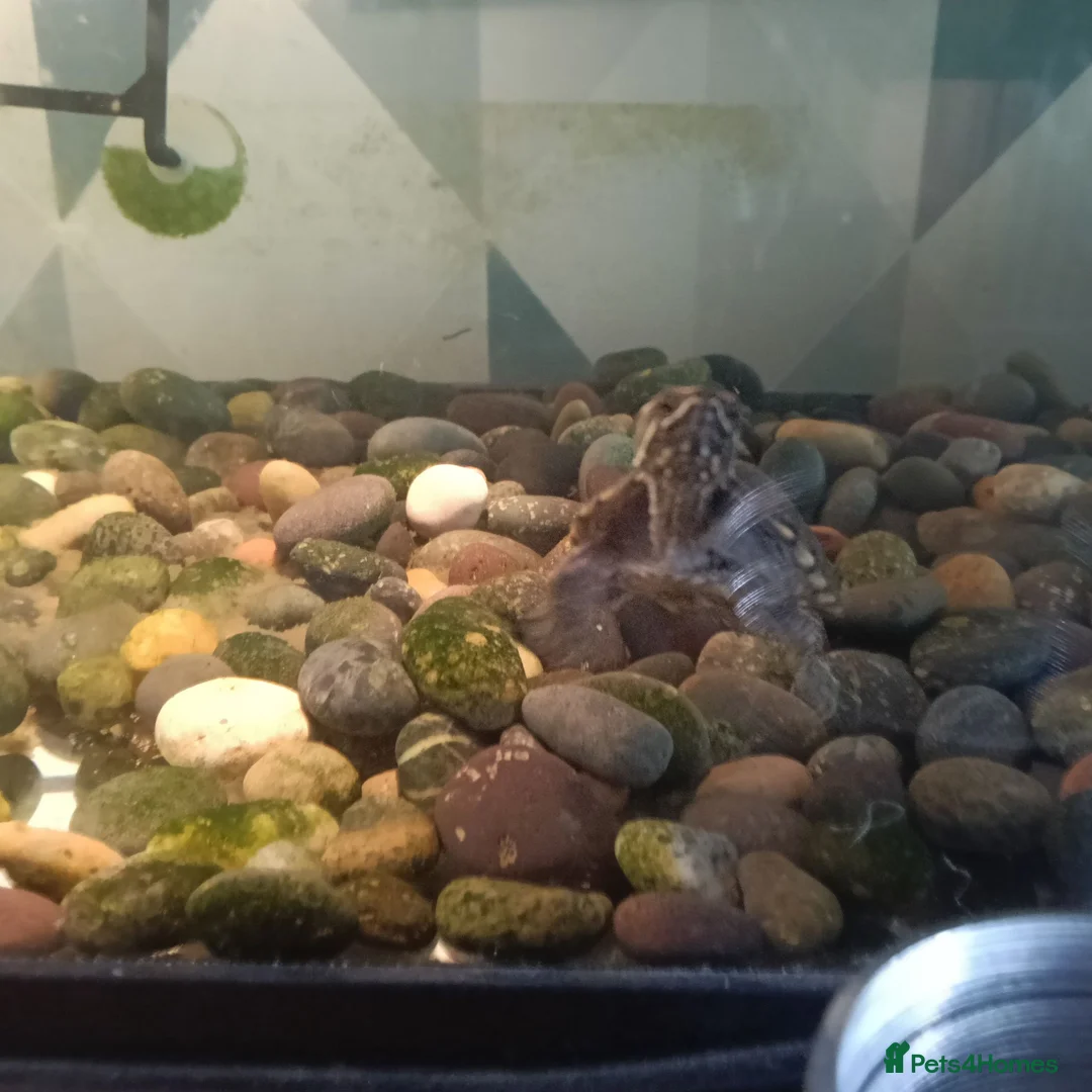 Turtle reptiles for sale: 2 musk turtle with full setup  - Advert 1