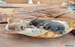 Dobermann dogs for sale: Stunning Dobermann puppies in Nottingham - Image 30