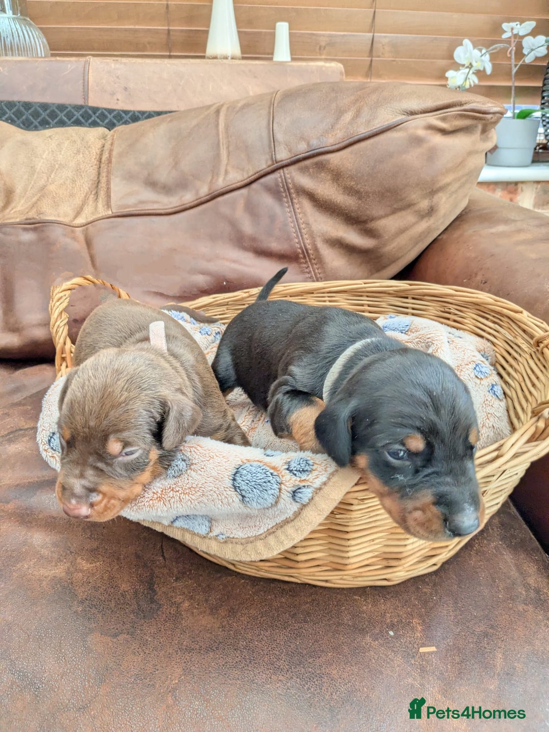 Dobermann dogs for sale: Stunning Dobermann puppies in Nottingham - Image 30