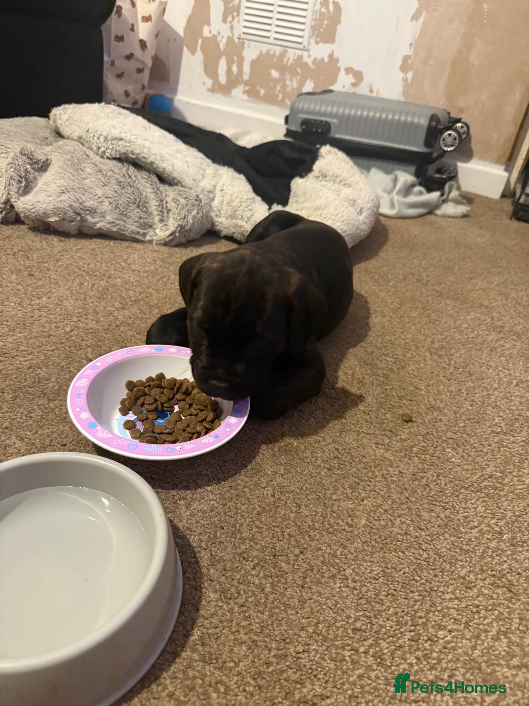 Mixed Breed dogs for sale: 9 week old cane corso cross - Image 4