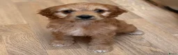 Cavapoo dogs for sale: F1b Cavapoo puppies! - Advert 17