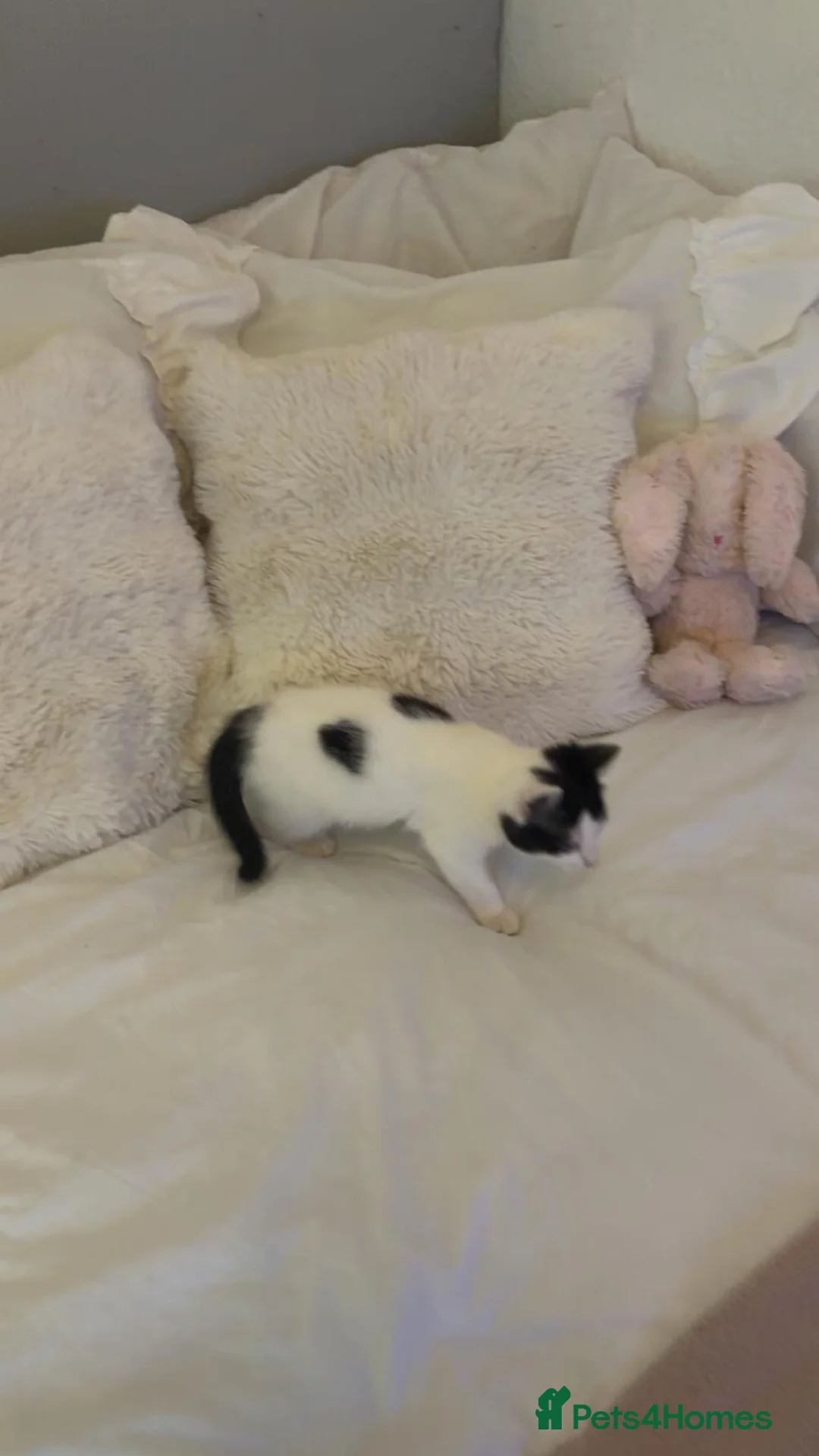 American Shorthair cats for sale: Black and white shorthair kitten  - Advert 7