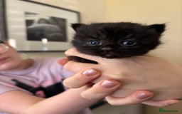 Mixed Breed cats for sale: British shorthair cross kittens - Image 14
