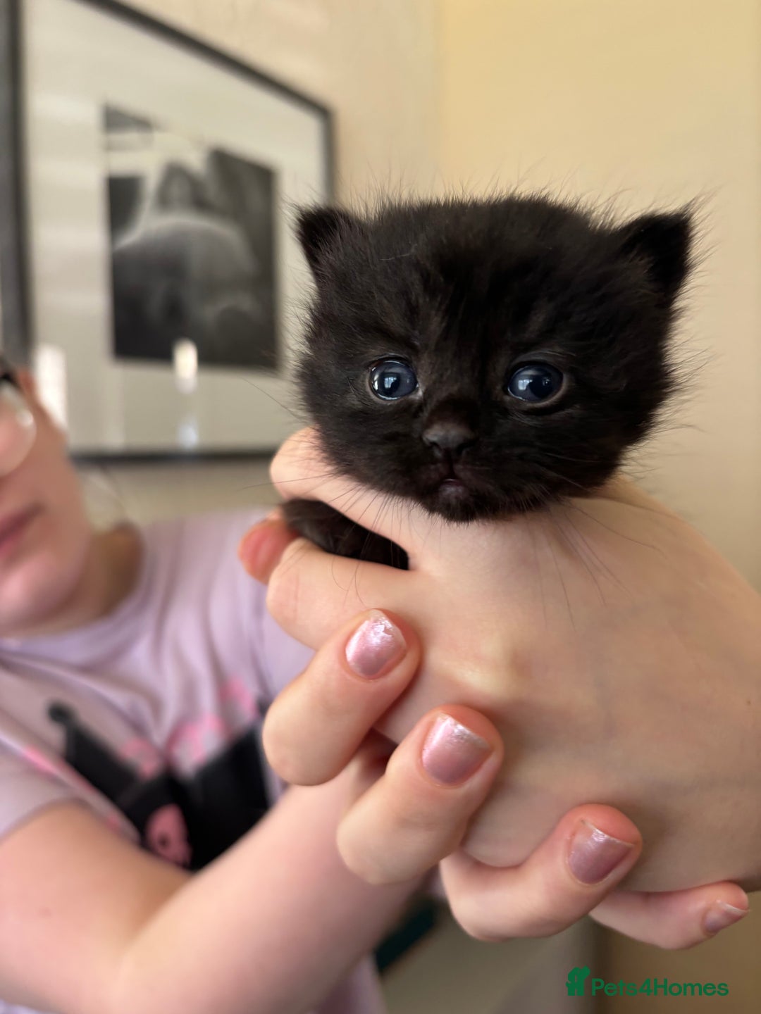 Mixed Breed cats for sale: British shorthair cross kittens - Image 14