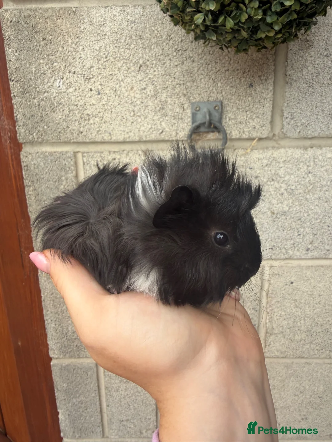 Guinea Pig rodents for sale: Three lunkarya boys looking for their new 🏡  in York - Advert 10