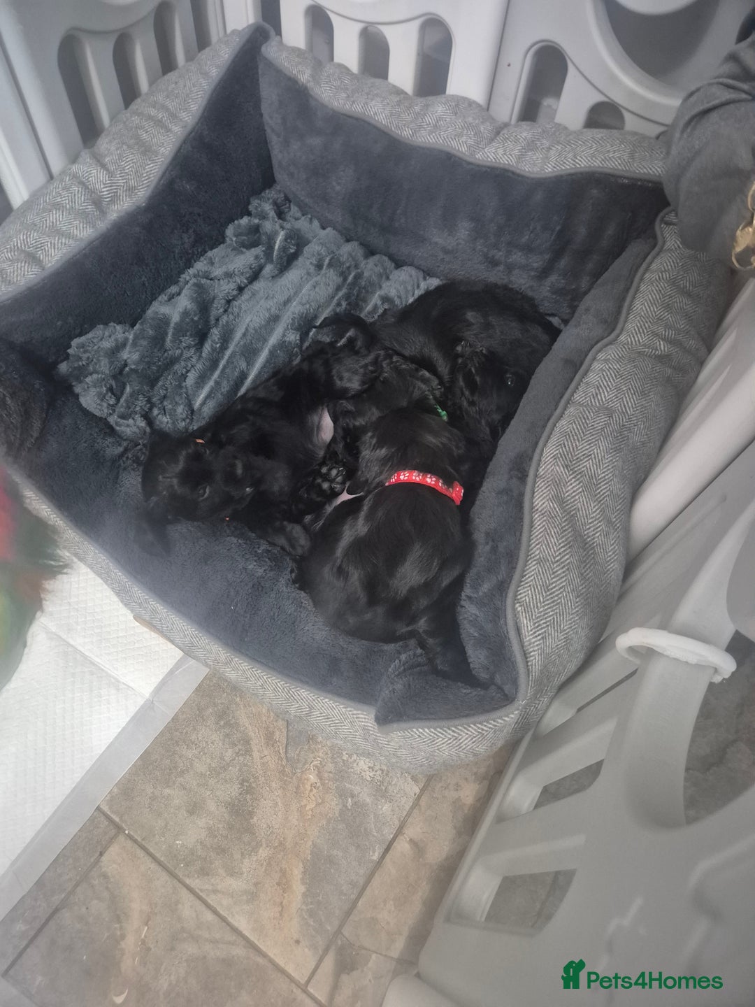 Cocker Spaniel dogs for sale: Working cocker pups - Advert 3