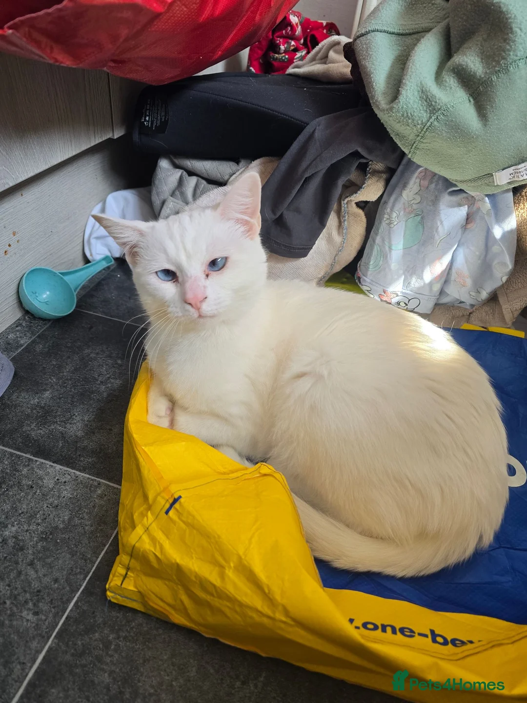 Mixed Breed cats for sale: White cat - Advert 3