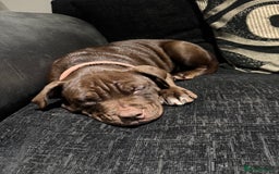 Mixed Breed dogs for sale: 12 Week Old Puppy for Home - Image 4