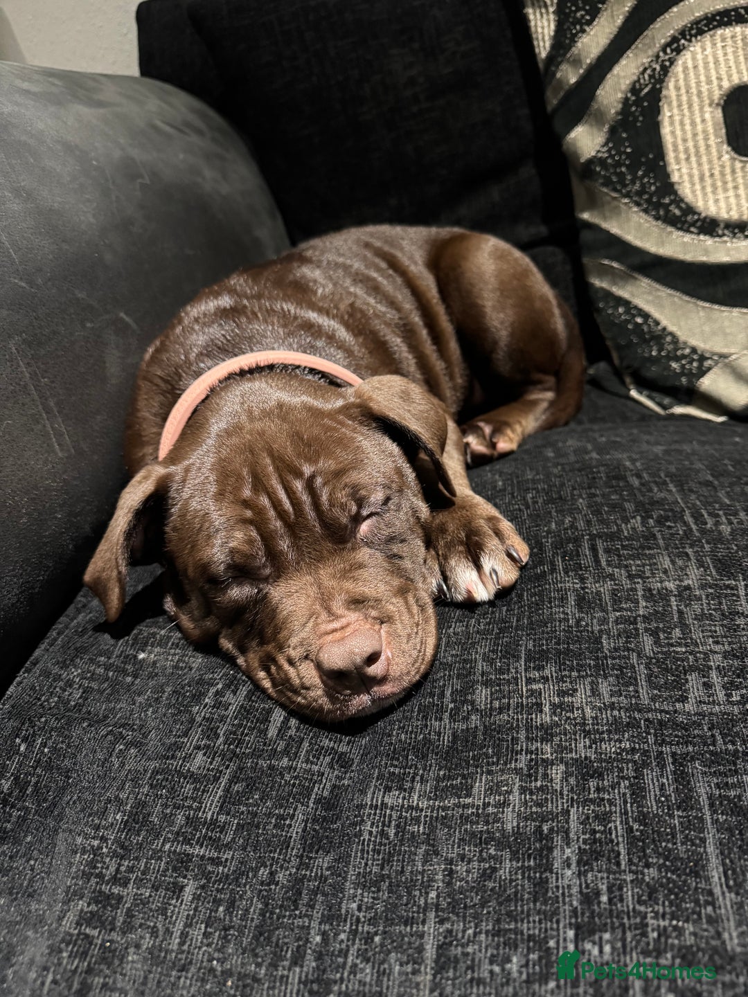 Mixed Breed dogs for sale: 12 Week Old Puppy for Home - Image 4
