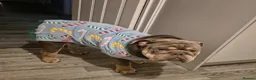 English Bulldog dogs for stud: My handsome boy Simba ready for stud. in Sunderland - Advert 6