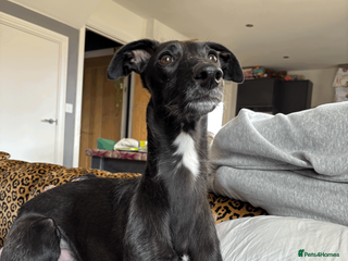 Mixed Breed dogs Whippet Bedlington Cross - 2yo - Advert 1