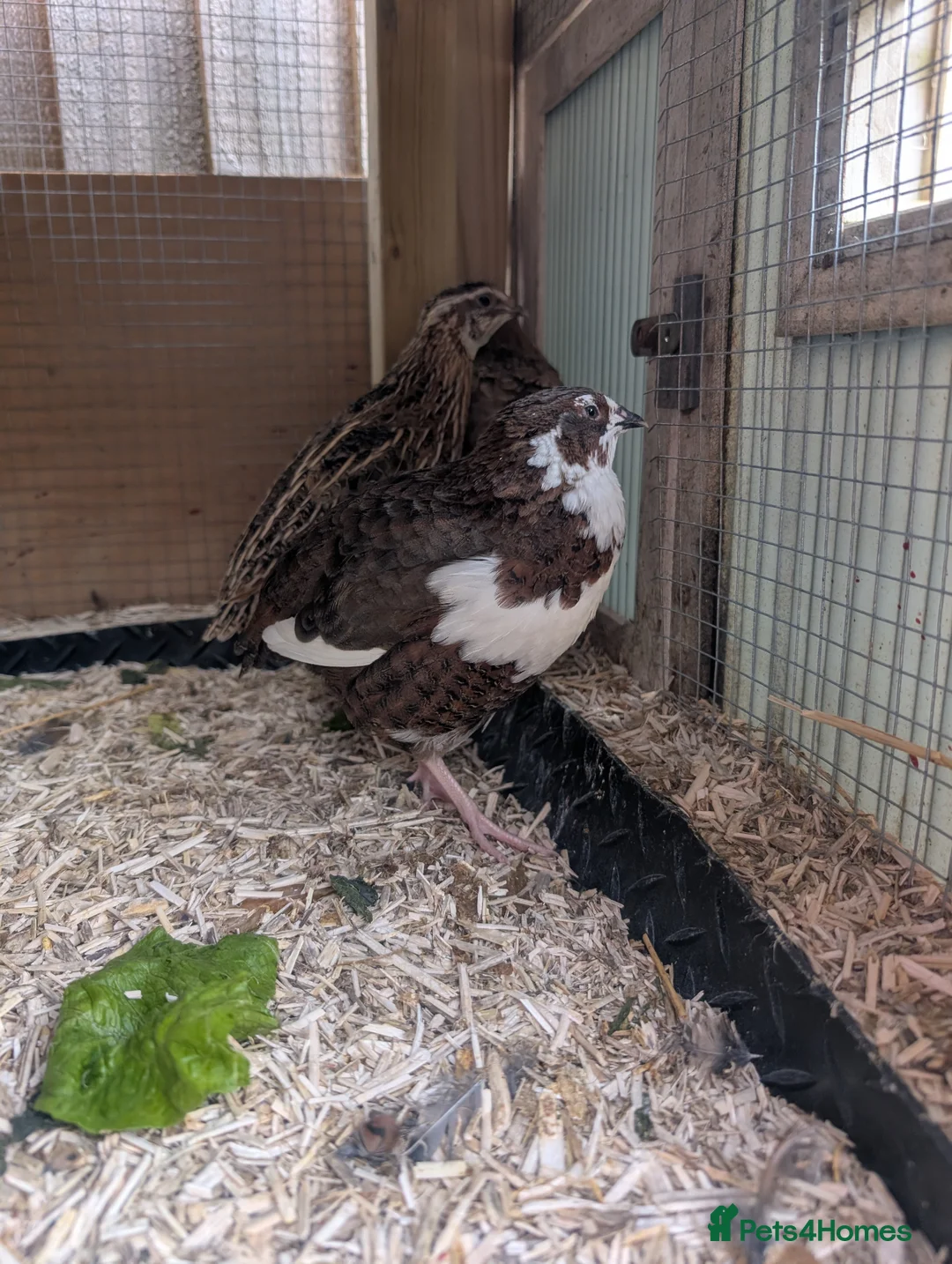 Quail poultry for sale: Male Coturnix Quail in Oakham - Advert 2