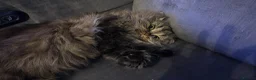 Persian cats for sale: Long Hair Persian / Ragdoll Kittens  - Advert 10